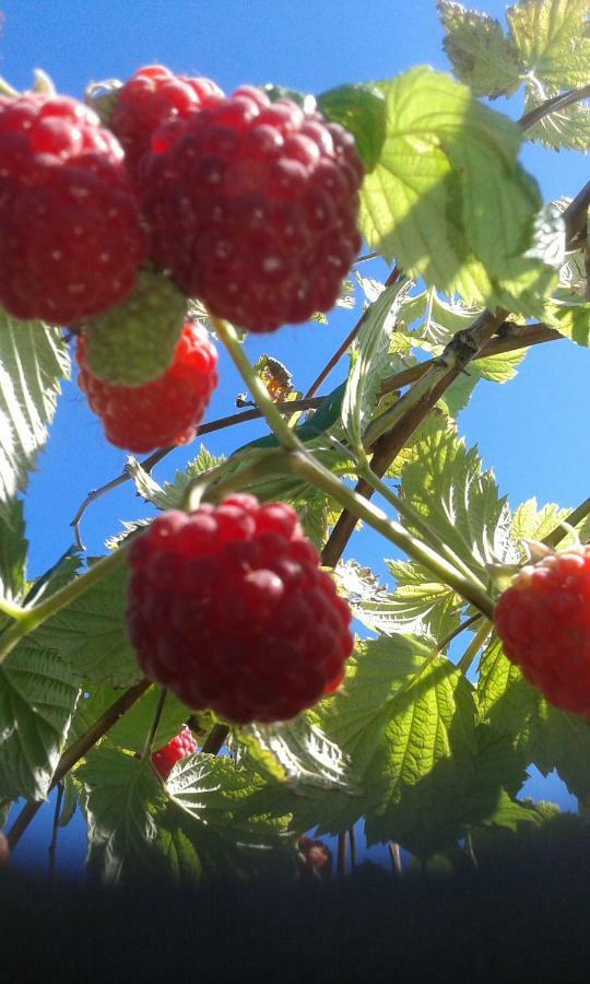 Mo Gardsferie-Pers Frukthage Villa Oystese Luaran gambar